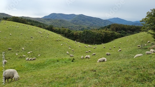 sheep on the meadow © Афанасий Ким