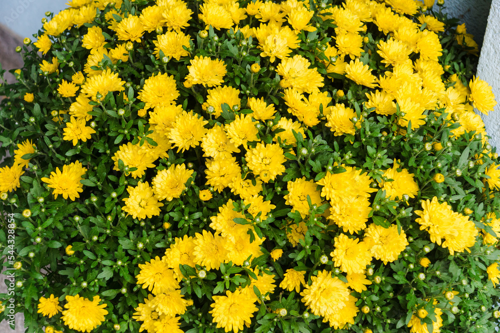 Bush of blooming yellow chrysanthemum flower background. Bright yellow chrysanthemums in the autumn garden