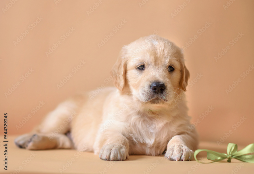 small puppy golden retriever on the background. dog portrait 1 month old small puppy golden retriever on the background. dog portrait 1 month old