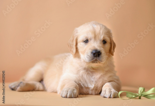 small puppy golden retriever on the background. dog portrait 1 month old