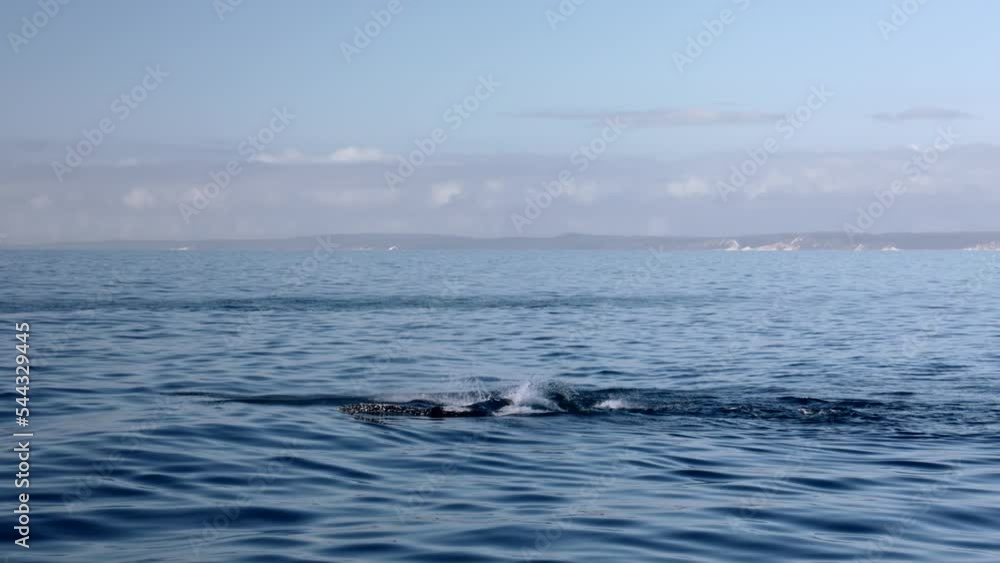 Humpback whale waving near Fraser Island, Queensland during late afternoon hours Humpback whale waving near Fraser Island, Queensland during late afternoon hours