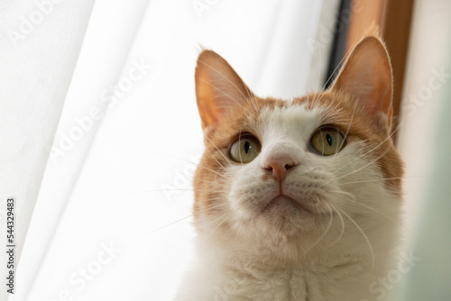 見つめる猫　茶トラ白