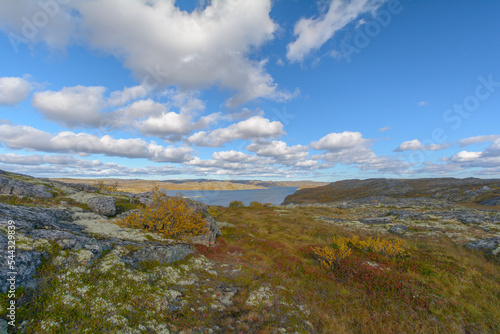 Tundra with hills and trees with yellow leaves.
