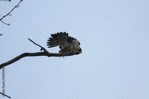 Peregrine Falcon tail feathers photo