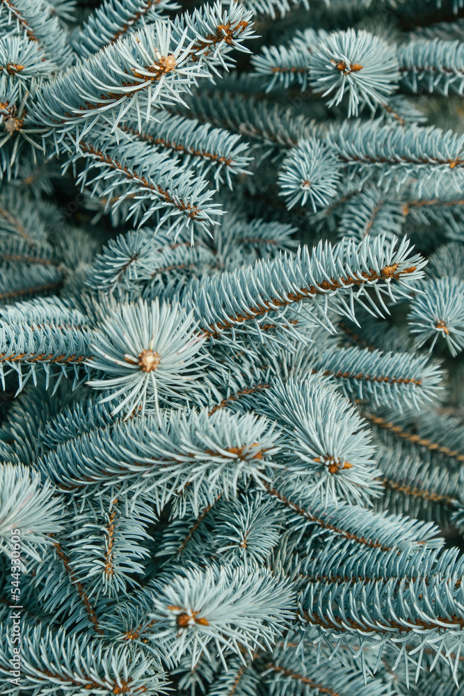 dense branches of a blue spruce closeup. natural background of blue spruce outdoors in a park or forest. a real Christmas tree in nature. selective focus. vertical.