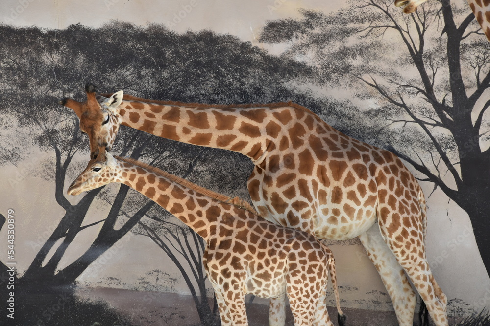 Obraz premium Girafes