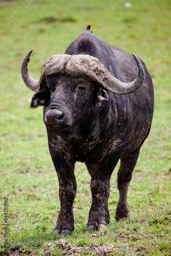 An African Buffalo staring across the Masai Mara in Kenya  Africa