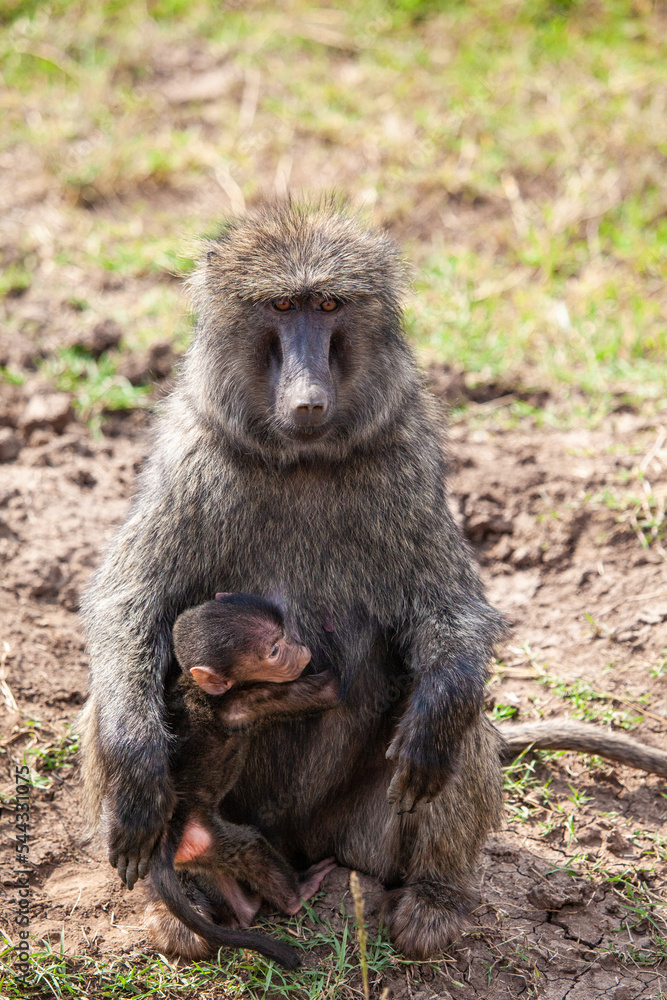 Olive Baboon sitting on the grass of the Masai Mara, Kenya Olive Baboon sitting on the grass of the Masai Mara, Kenya