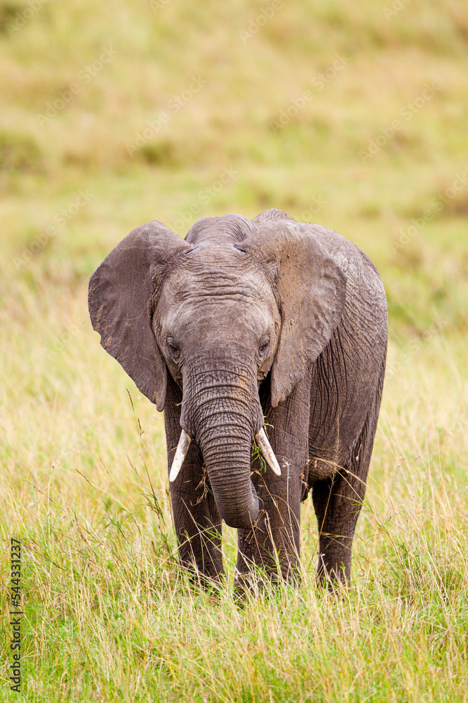 Elephant grazing on the open savannah of the Masai Mara, Kenya	