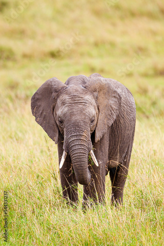 Elephant grazing on the open savannah of the Masai Mara  Kenya 