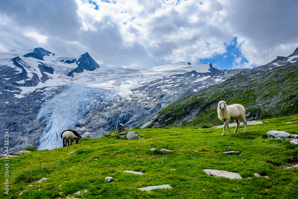 Sheep on a a pasture in the heart of High Tauern National park. Schlatenkees glacier and summit Grossvenediger in the background.