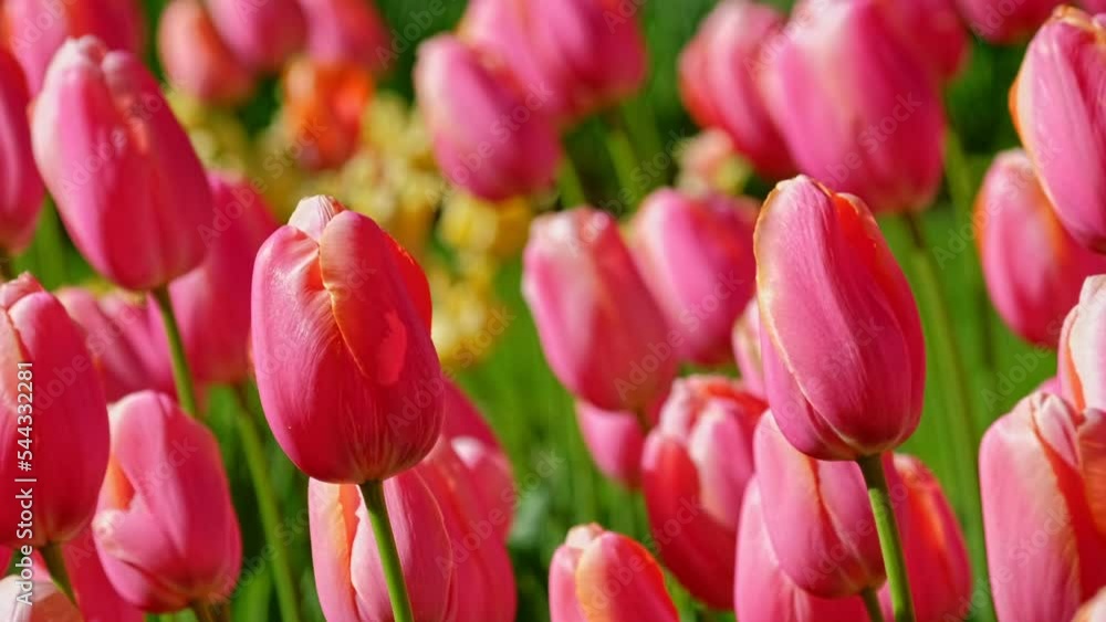 Blooming pink tulips flower bed close up. Lisse, the Netherlands. Horizontal camera pan Blooming pink tulips flower bed close up. Lisse, the Netherlands. Horizontal camera pan