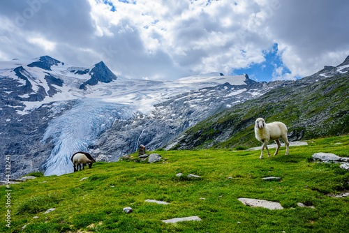 Sheep on a a pasture in the heart of High Tauern National park. Schlatenkees glacier and summit Grossvenediger in the background.
