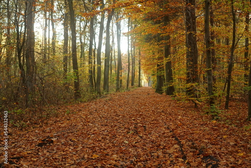 Las jesienią, Polska
