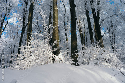 frozen trees in the woods, ...