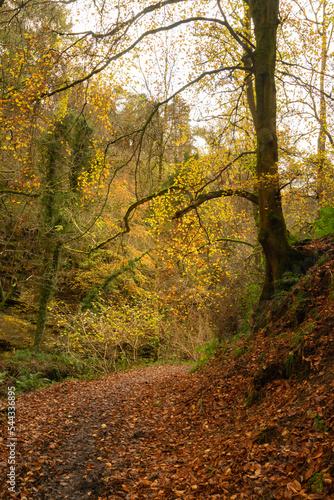 Northumberland woodland in autumn © hatheyphotos