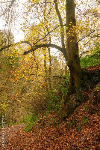 Fototapeta Naklejka Na Ścianę i Meble -  Northumberland woodland in autumn