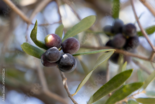 Closeup of Turkish Olives in a Tree