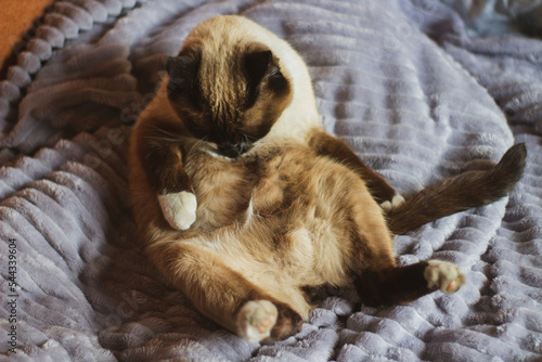 Thai Siamese Cat Licking Washing Himself Lying on Bed
