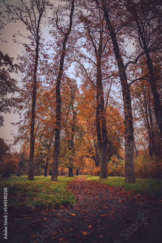 Autumn trees in the park