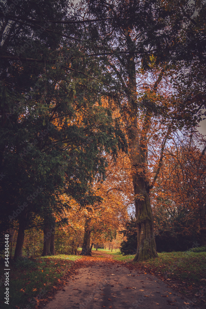 Fototapeta premium Autumn trees in the park landscape