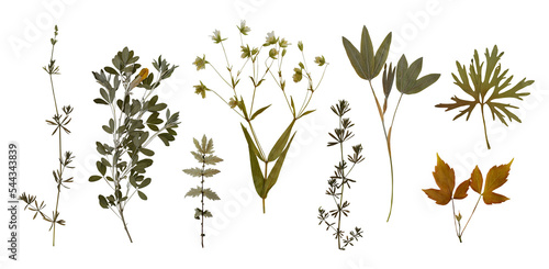 Fototapeta Naklejka Na Ścianę i Meble -  Dry pressed wild flowers and plants isolated on transparent background. Botanical collection