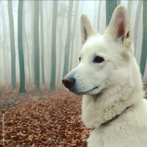 Schweizer Weisser Schäferhund in der deutschen Natur  photo