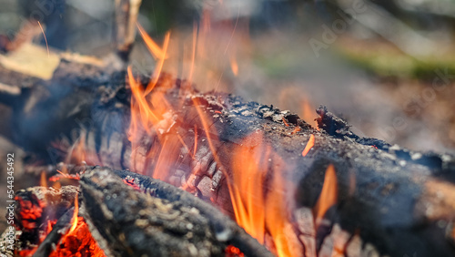 bonfire with burning firewood in forest