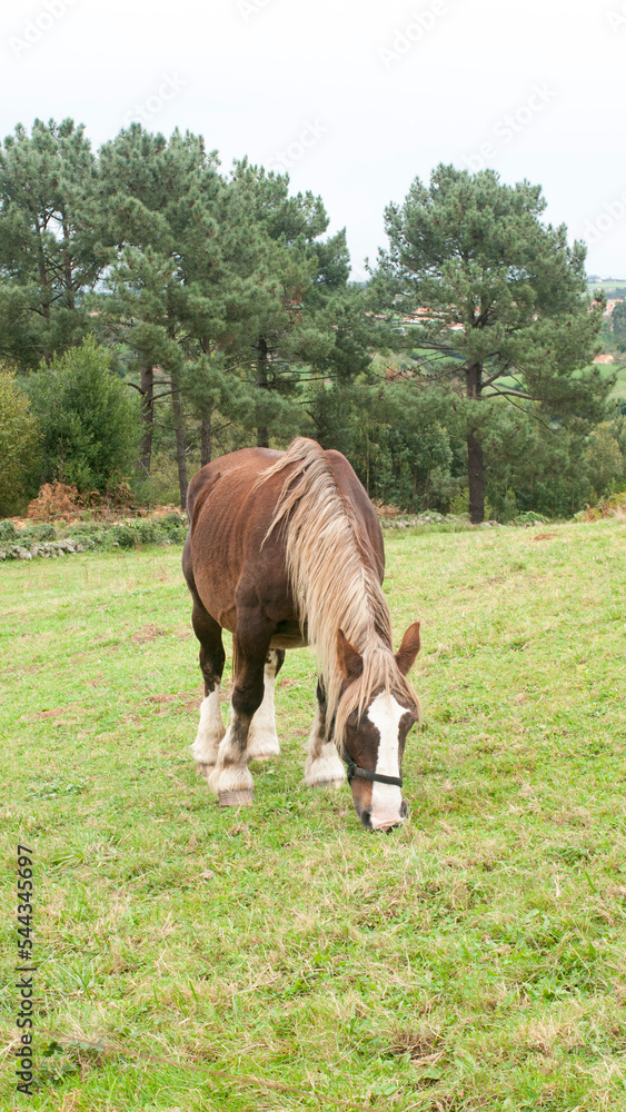 Caballo marrón pastando en ladera verde Caballo marrón pastando en ladera verde