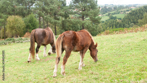 Fototapeta Naklejka Na Ścianę i Meble -  Dos caballos marrones de espaldas pastando en ladera verde de monte