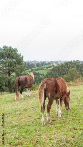 Dos caballos marrones de espaldas pastando en ladera verde de monte
