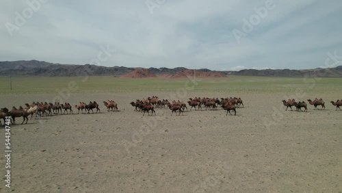 A herd of Bactrian camels grazing in the Mongolian steppe.