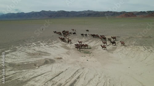 A herd of Bactrian camels grazing in the Mongolian steppe.
