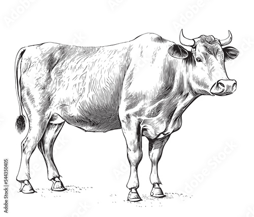 Cow grazing in the meadow realistic hand drawn sketch.Livestock vector illustration.