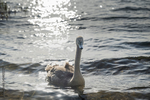 Ein Jungschwan bei Gegenlicht auf dem Wasser