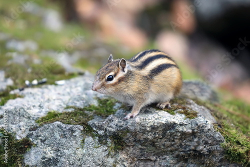 Eutamias sibiricus. Asian chipmunk in autumn in the south of western Siberia photo
