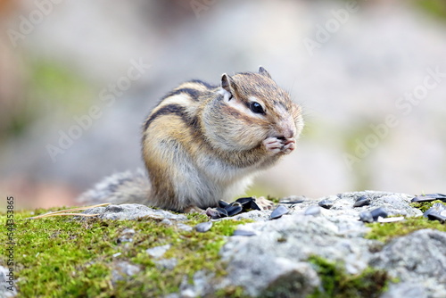 Eutamias sibiricus. Asian chipmunk on rocks eats sunflower seeds