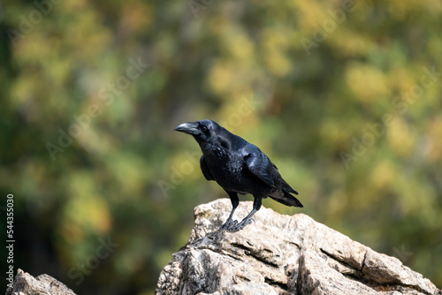 Beautiful side portrait of a raven looking to the side perched on a rock with bright plumage in the mountains of leon in Spain, Europe