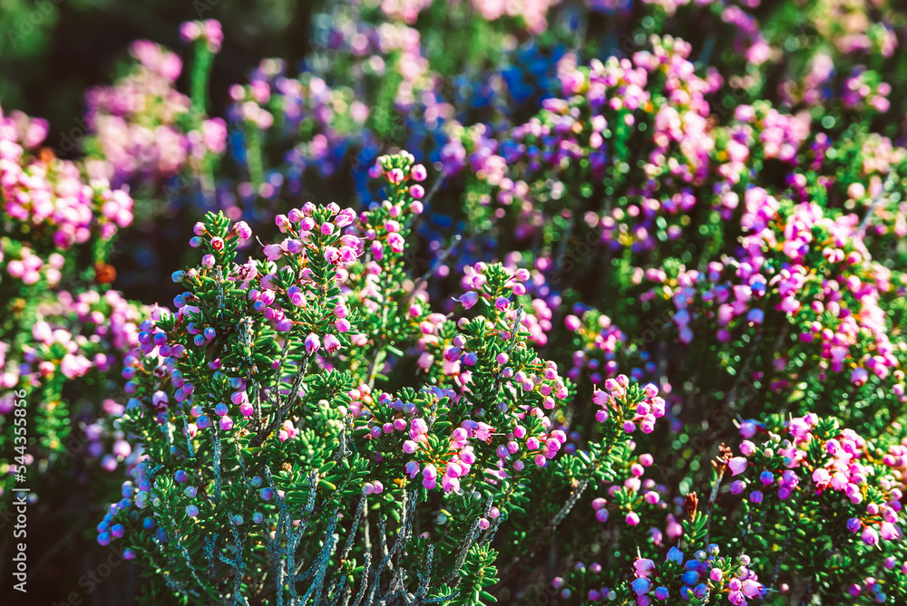 Blooming heather flowers