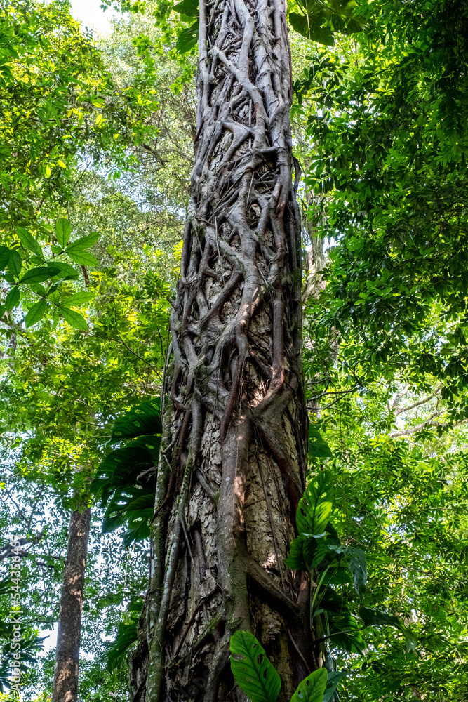Fototapeta premium tree in the forest