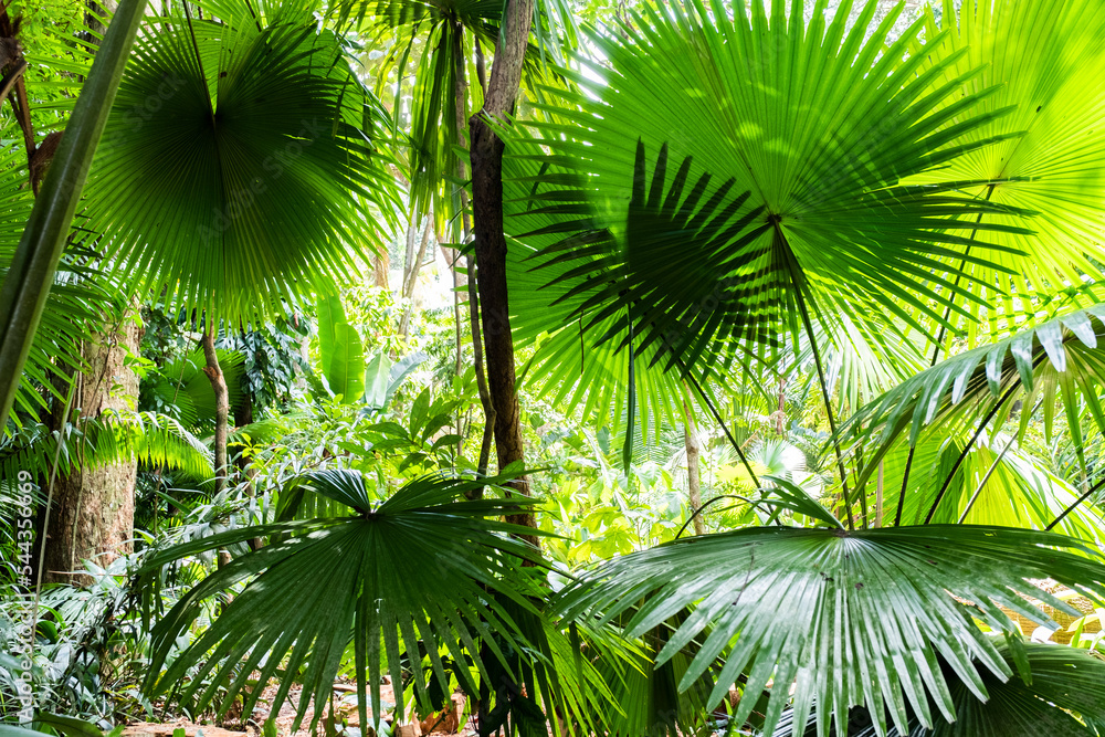 Fototapeta premium leaves