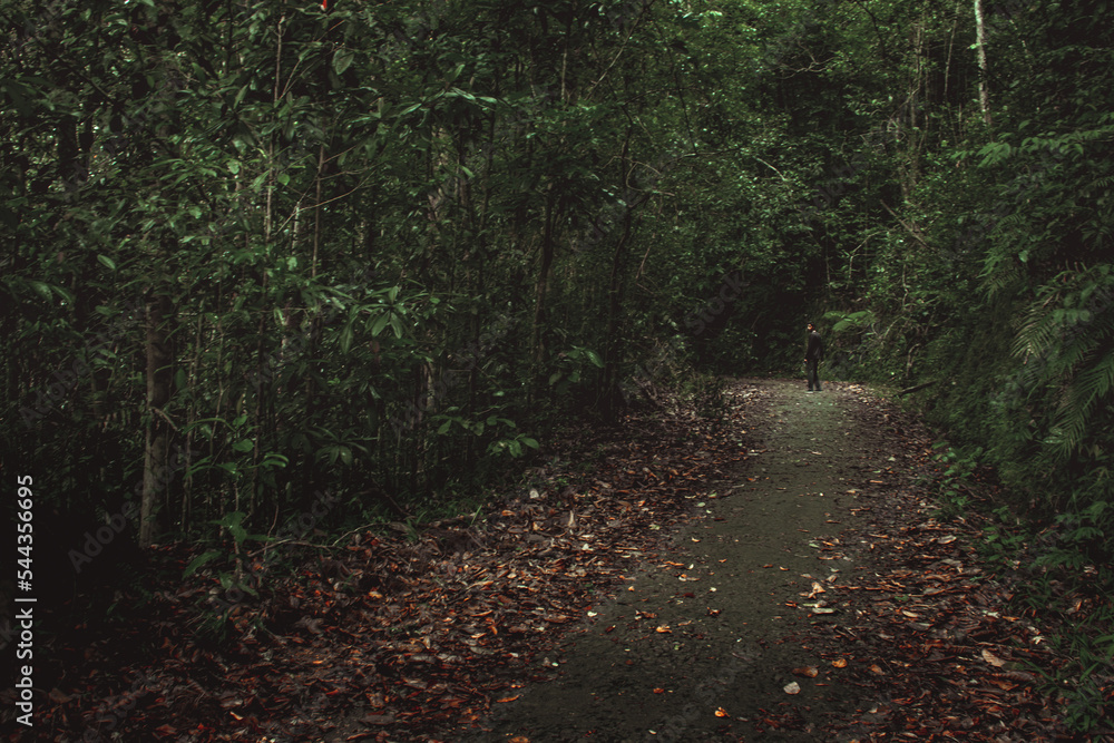 Obraz premium path in the woods