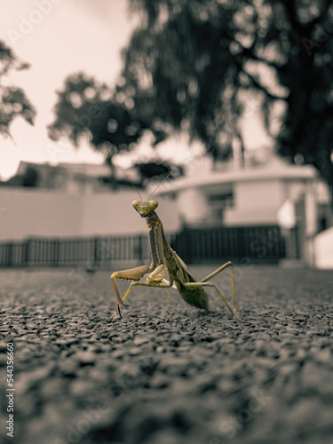 Praying Mantis