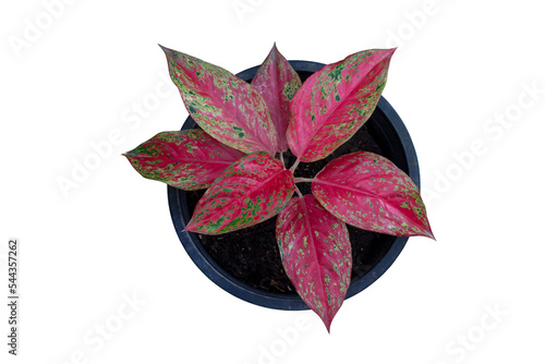 Wallpaper Mural Top view of Aglaonema Red sp or Chinese Evergreen growing in black plastic pot isolated on white background included clipping path. Torontodigital.ca