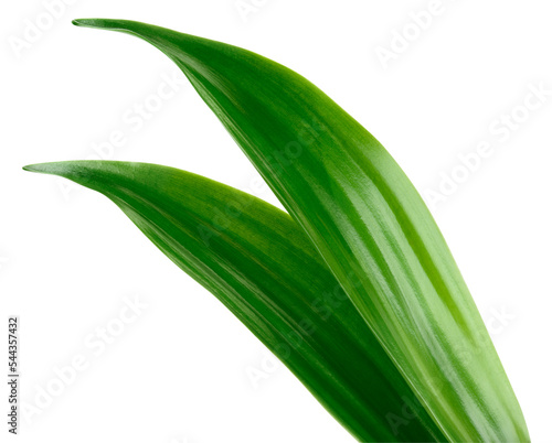 Tropic leaf isolated. Exotic green leaves on white background for compositions. Coconut leaves with clipping path. Full depth of field.