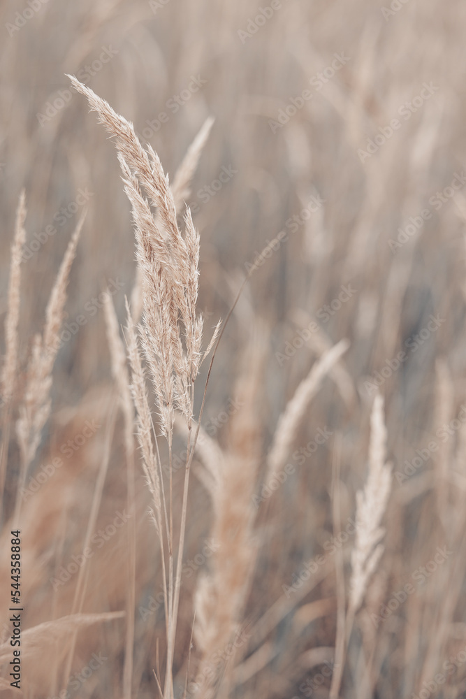 Obraz premium Pampas grass in autumn. Natural background. Dry beige reed. Pastel neutral colors and earth tones. Banner. Selective focus.