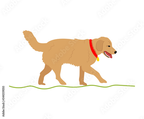A dog on a walk. Dog in a collar