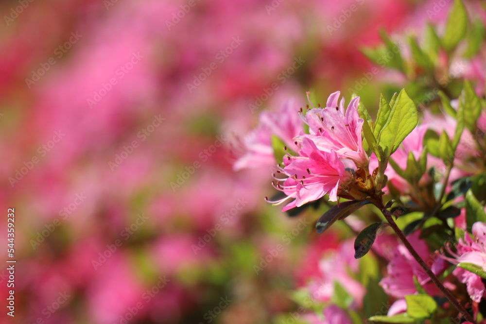 山口県長門市の菅無田公園で満開のつつじ、花 山口県長門市の菅無田公園で満開のつつじ、花