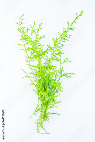 Fresh Chinese herbal medicine salivarius on white background