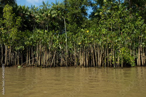 mangrove © Isabela Senatore